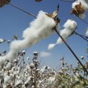  Ataca “el picudo” al cultivo del algodón en el norte