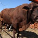  No hay alteración arancelaria en  la exportación de ganado: UGRT