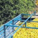  Regresan tráileres de Veracruz  con naranja en mal estado
