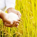  Apuesta Agricultura por recuperar vocación productiva de arroz en Campeche