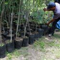  Quitan recurso a Conafor en  programa de plantaciones forestales