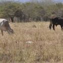  Falta de estrategia de seguridad  provoca robo de ganado en Victoria