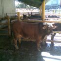  Quitar casetas cuarentenarias ponen  en riesgo la ganadería: Manuel Canales