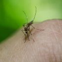  Lluvias provocan incremento de mosquitos,  activa Vectores acciones intensivas