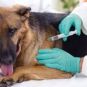  Extienden campaña de vacunación  antirrábica para mascotas