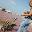  Piden a turistas extremar precauciones  con mapaches en playa Miramar