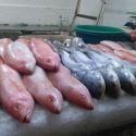  Garantizado el abasto de pescados y mariscos para la temporada de Cuaresma y Semana Santa 2021