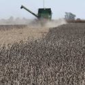  25 mil hectareas de soya presentan afectación parcial por sequía