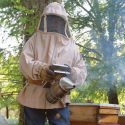  Tras el rescate de las abejas; debate Congreso de Guanajuato iniciativa de ley