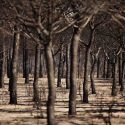  Cambio climático reduce tiempo de vida de los árboles