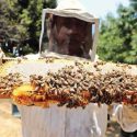  Apocalipsis por menos abejas; advierten de la muerte de colonias