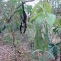  Mueren monos aulladores por sequía en sur de Veracruz