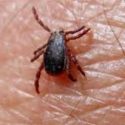  Detectan en Victoria proliferación de  garrapatas y pulgas en colonias de la periferia