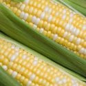  Productores siembran maíz blanco,  pero no tienen mercado