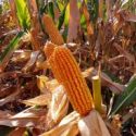  Cambiarán campesinos sorgo por siembra de maíz