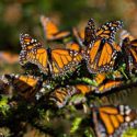  Trabajan en plan de conservación de mariposa monarca todo el año