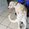  Animalistas exigen sanciones  penales contra el maltrato animal