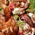  Modifican genoma de pollos para erradicar gripe humana