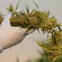  Cannabis sigue siendo la droga más consumida en Europa