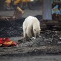  Oso polar demacrado vaga por ciudad en busca de comida