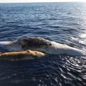  Dos ballenas mueren atrapadas en una red de pesca en Italia