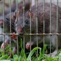  Una plaga de ratas pone histérica a la reina Isabell II