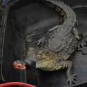  Atrapan a cocodrilo que salió de alcantarilla en Querétaro