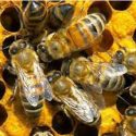  Ganadería se diversifica con apicultura