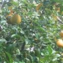  Citricultores piden plan emergente  para rescata producción de naranja