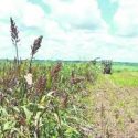  Sin registros oficiales  perdida por sequía en  sorgo de Tamaulipas