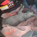  Perritos mueren por insolación; dueña va plaza y los deja en el coche
