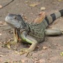 ¡Maten a las iguanas! Florida suplican a residentes