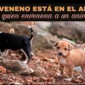  Envenenan a perritos en Quito con alimento contaminado