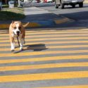  Estrenan en Nuevo León cruces seguros para perros