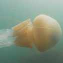  Buzos graban medusa gigante del tamaño de un humano