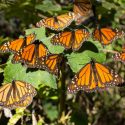  Vive la experiencia de estar rodeado de Mariposas Monarca en Chapultepec