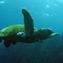  Más de la mitad de las tortugas en el mundo ingirieron plástico