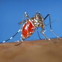  Van 28 mil 603 personas infectadas por dengue en Honduras