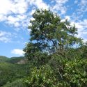  Chapulines atacan bosques de encinos en la región de victoria