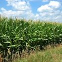  Futuro del sorgo y el maíz no es alentador en sus precios
