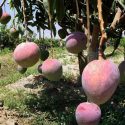  Productores de mango reportan baja cosecha a causa de sequía 