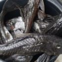  Continúa la captura y comercialización del pez diablo, algunos lo venden en el estado de Puebla