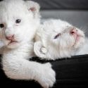  ¡Hermosos! Nacen dos cachorros de león blanco en Francia