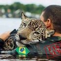  ¿Este jaguar fue rescatado de los incendios en el Amazonas?