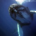  Dos ballenas mueren encalladas en playas de Brasil