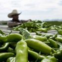  Son chinos 6 de cada 10 chiles verdes que se comen en México