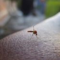  Honduras reporta 82 muertos por dengue; permanecen alerta