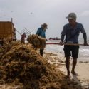  Recolectan más de 66 mil toneladas de sargazo en playas de Quintana Roo