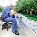 Cannabis medicinal gana terreno; legalizan la venta en Luisiana