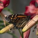  Medidas de Trump pondrían en peligro a la mariposa monarca